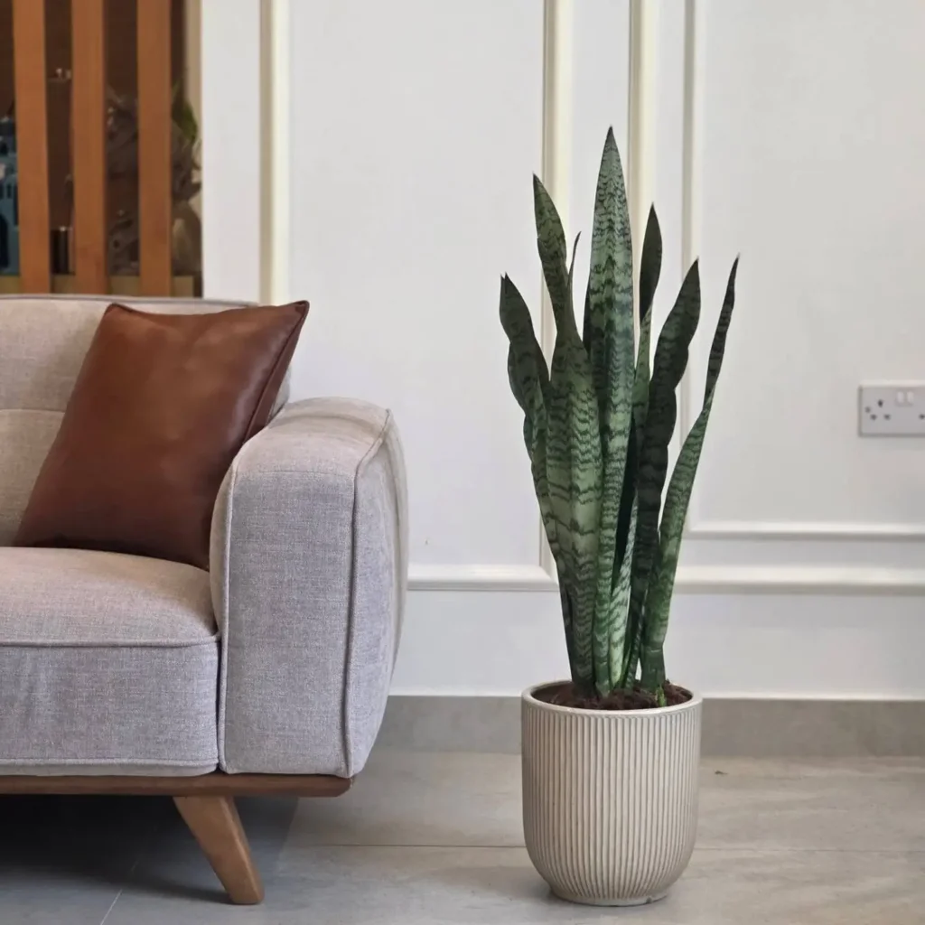 Bring in Plants to Make the Room Feel Alive