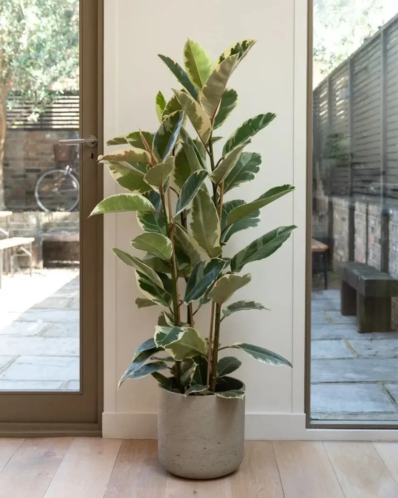 11. Add Indoor Plants for a Fresh Look